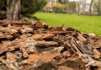 Jak často měnit mulč ze štěpky a kůry na záhoncích okrasných i užitkových